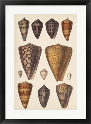 Framed Antique Cone Shells I Print