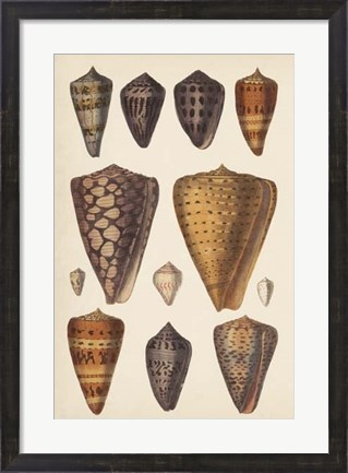 Framed Antique Cone Shells I Print