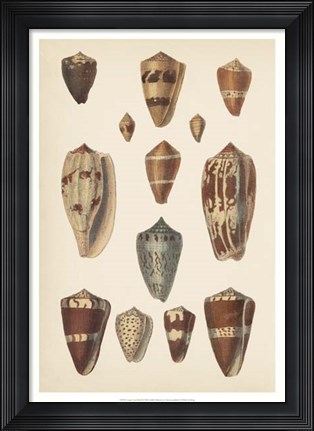 Framed Antique Cone Shells II Print