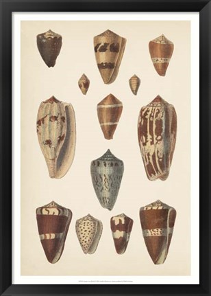 Framed Antique Cone Shells II Print