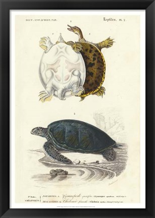 Framed Antique Turtle Duo I Print