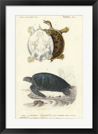 Framed Antique Turtle Duo I Print