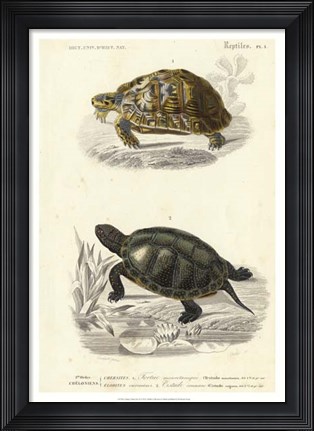 Framed Antique Turtle Duo II Print