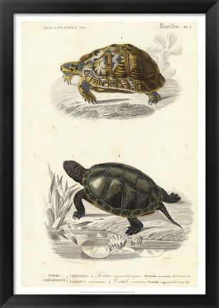 Framed Antique Turtle Duo II Print