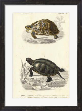 Framed Antique Turtle Duo II Print