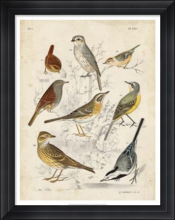 Framed Gathering of Birds I Print