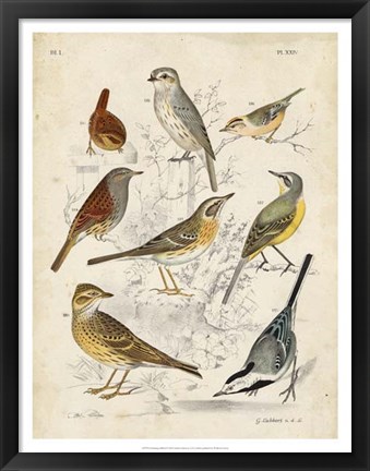 Framed Gathering of Birds I Print