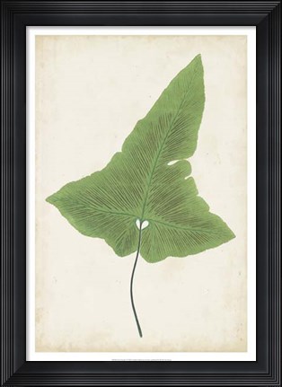 Framed Fern Family I Print