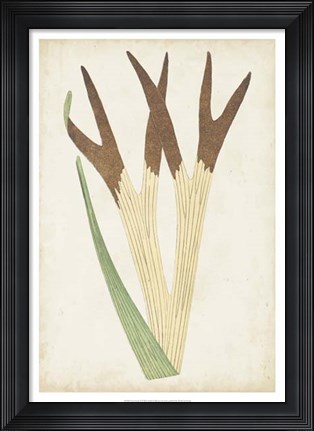 Framed Fern Family II Print