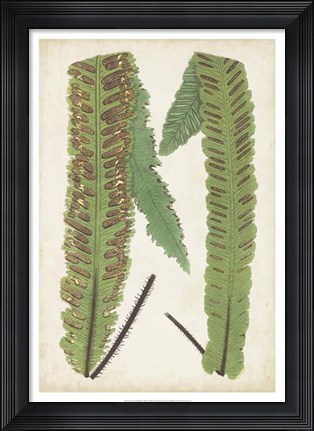 Framed Fern Family III Print