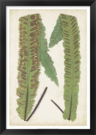 Framed Fern Family III Print