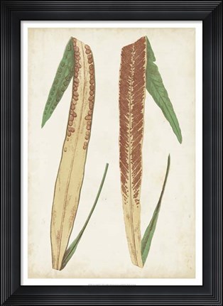 Framed Fern Family IV Print