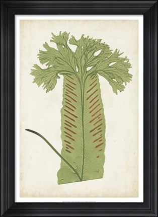 Framed Fern Family V Print