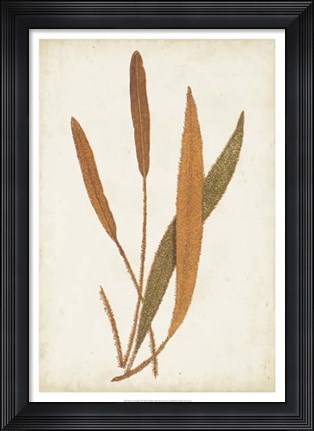 Framed Fern Family VI Print