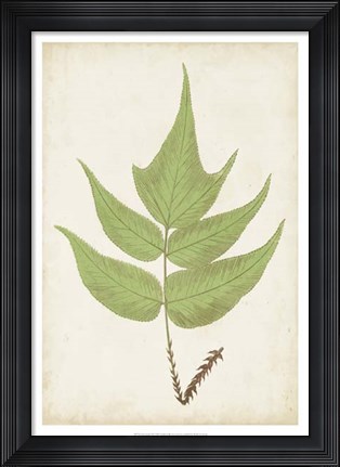 Framed Fern Family VII Print