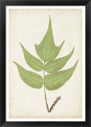 Framed Fern Family VII Print