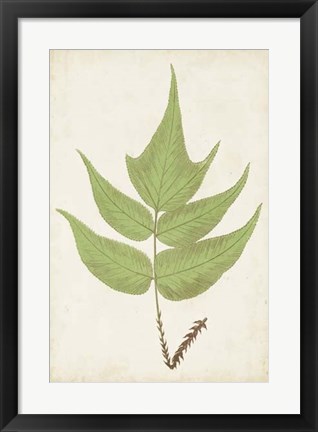 Framed Fern Family VII Print