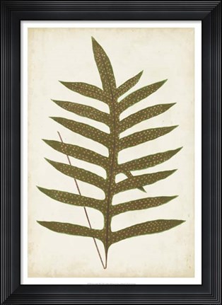 Framed Fern Family VIII Print