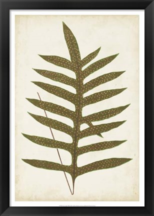 Framed Fern Family VIII Print