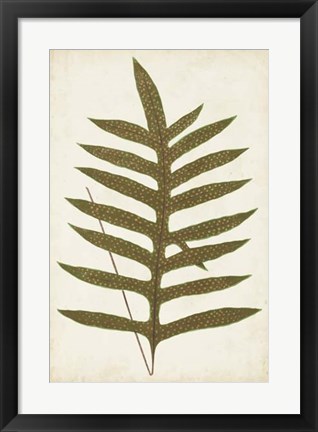 Framed Fern Family VIII Print