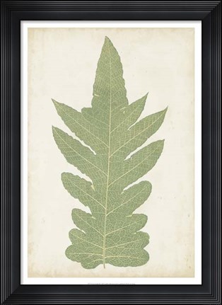Framed Fern Family IX Print