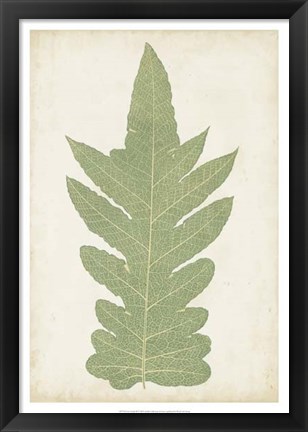 Framed Fern Family IX Print