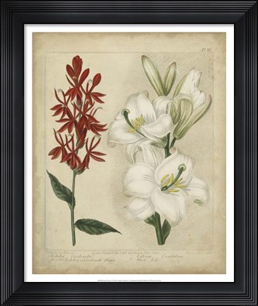 Framed Scarlet Beauty I Print