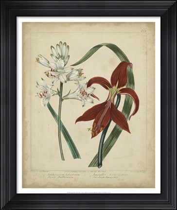 Framed Scarlet Beauty II Print