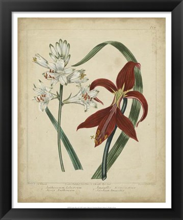 Framed Scarlet Beauty II Print