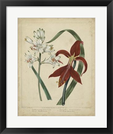 Framed Scarlet Beauty II Print