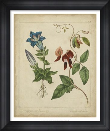 Framed Scarlet Beauty III Print