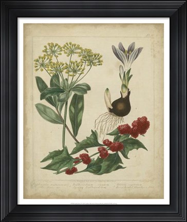 Framed Scarlet Beauty IV Print