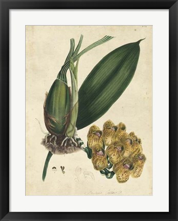 Framed Sophisticated Orchid I Print