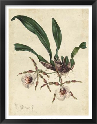 Framed Sophisticated Orchid II Print