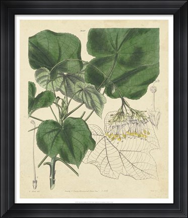 Framed Curtis Leaves &amp; Blooms I Print