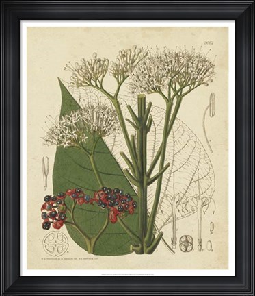 Framed Curtis Leaves &amp; Blooms II Print