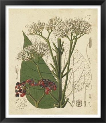 Framed Curtis Leaves &amp; Blooms II Print