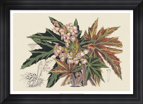 Framed Begonia Varieties I Print