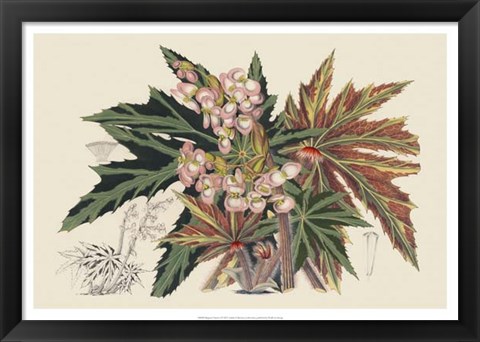 Framed Begonia Varieties I Print