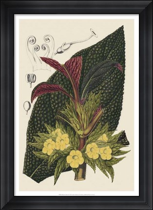 Framed Begonia Varieties II Print