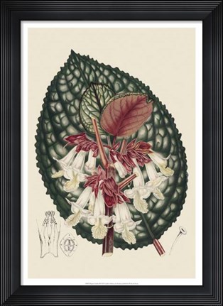 Framed Begonia Varieties III Print