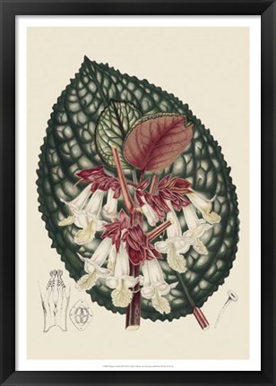Framed Begonia Varieties III Print