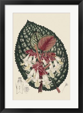 Framed Begonia Varieties III Print