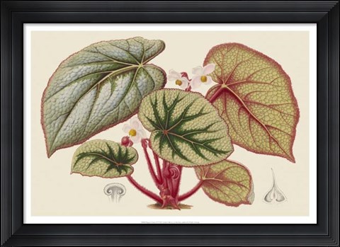 Framed Begonia Varieties IV Print