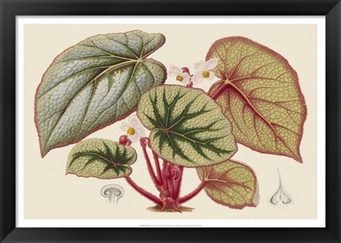 Framed Begonia Varieties IV Print