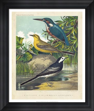 Framed King-fisher &amp; Wagtails Print