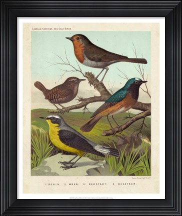 Framed Robin, Wren &amp; Redstart Print