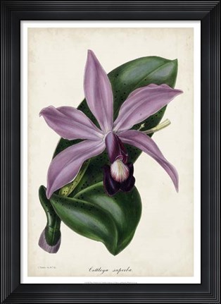 Framed Plum Orchid Print