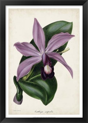 Framed Plum Orchid Print