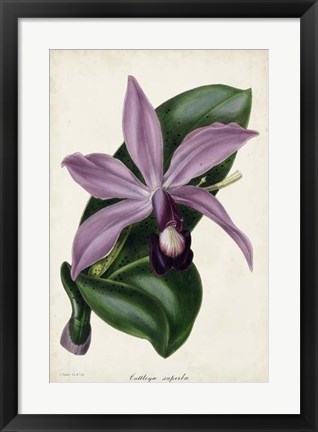 Framed Plum Orchid Print